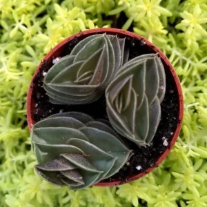Tradescantia Navicularis Chain Plant - Live Succulent - Indoor Trailing - Image 2