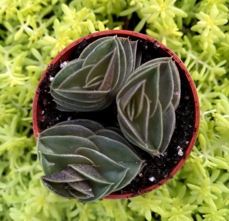 Tradescantia Navicularis Chain Plant - Live Succulent - Indoor Trailing - Image 2