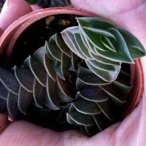 Tradescantia Navicularis Chain Plant - Live Succulent - Indoor Trailing - Image 3