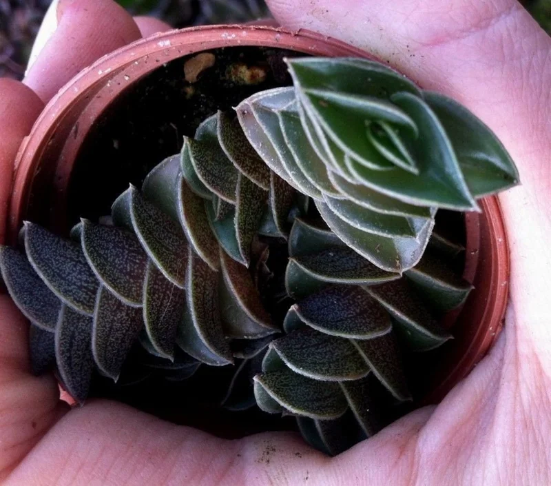 Tradescantia Navicularis Chain Plant - Live Succulent - Indoor Trailing - Image 3