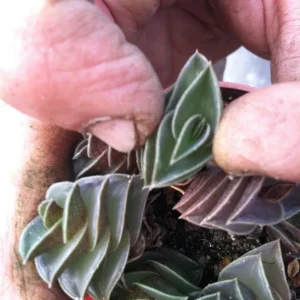 Tradescantia Navicularis Chain Plant - Live Succulent - Indoor Trailing - Image 4