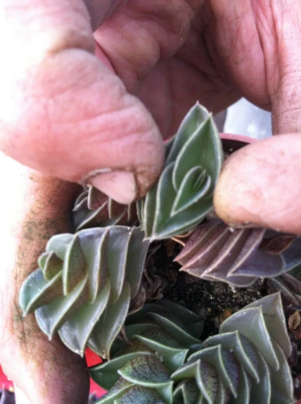 Tradescantia Navicularis Chain Plant - Live Succulent - Indoor Trailing - Image 4