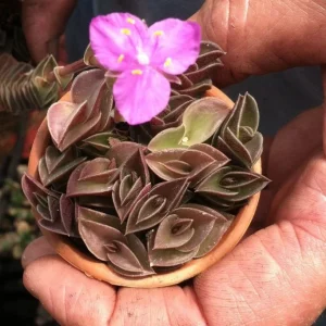 Tradescantia Navicularis Chain Plant - Live Succulent - Indoor Trailing - Image 5