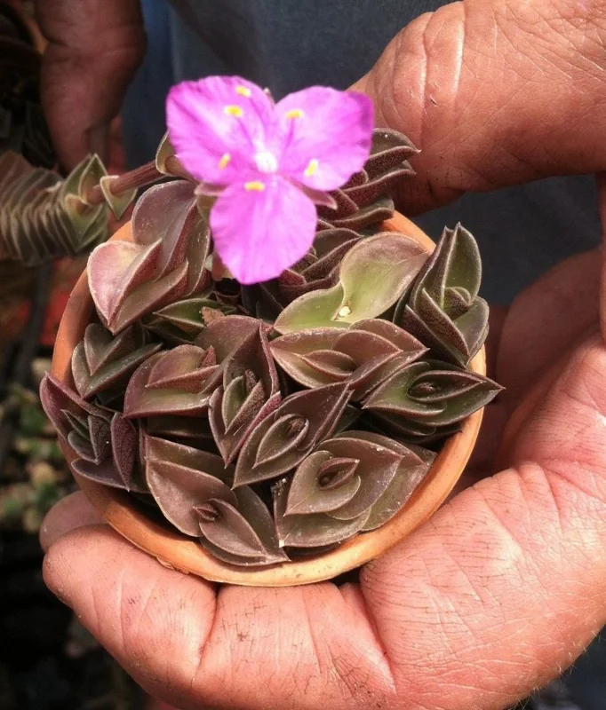 Tradescantia Navicularis Chain Plant - Live Succulent - Indoor Trailing - Image 5