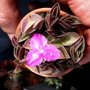 Tradescantia Navicularis Chain Plant - Live Succulent - Indoor Trailing - Image 6