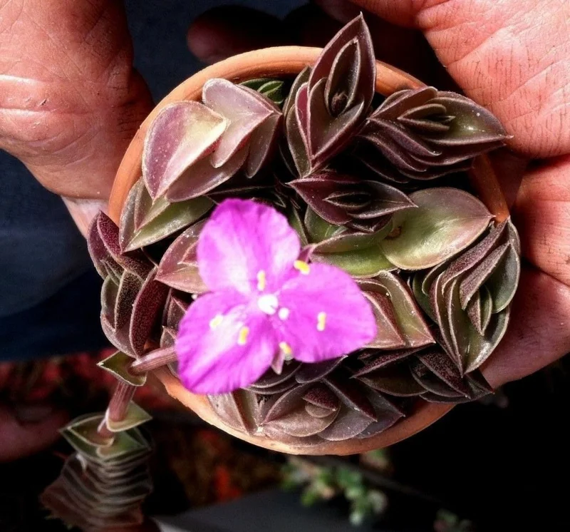 Tradescantia Navicularis Chain Plant - Live Succulent - Indoor Trailing - Image 6