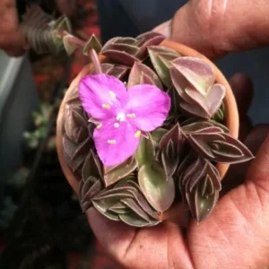Tradescantia Navicularis Chain Plant - Live Succulent - Indoor Trailing - Image 1