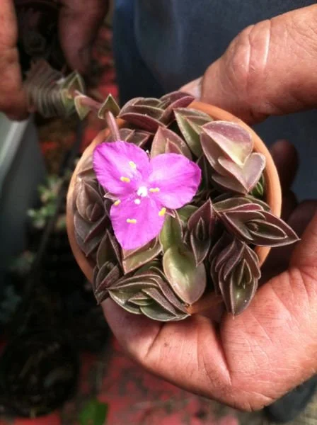 Tradescantia Navicularis Chain Plant - Live Succulent - Indoor Trailing - Image 1