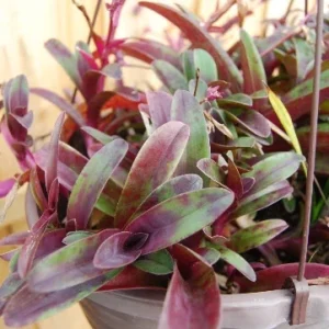 Tradescantia Pallida Tampicana Purple Heart Live Plant – Vibrant Foliage – Indoor/Outdoor - Image 2