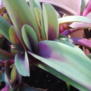 Tradescantia Pallida Tampicana Purple Heart Live Plant – Vibrant Foliage – Indoor/Outdoor - Image 3