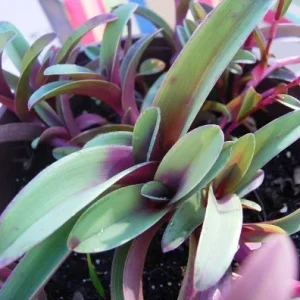 Tradescantia Pallida Tampicana Purple Heart Live Plant – Vibrant Foliage – Indoor/Outdoor - Image 4