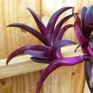 Tradescantia Pallida Tampicana Purple Heart Live Plant – Vibrant Foliage – Indoor/Outdoor - Image 5