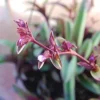 Tradescantia Pallida Tampicana Purple Heart Live Plant – Vibrant Foliage – Indoor/Outdoor - Image 1