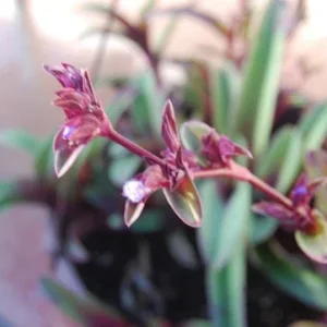 Tradescantia Pallida Tampicana Purple Heart Live Plant – Vibrant Foliage – Indoor/Outdoor - Image 1