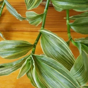 Tradescantia Sanna 'White Zebra' Live Plant – Variegated Wandering Jew Houseplant - Image 2