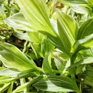 Tradescantia Sanna 'White Zebra' Live Plant – Variegated Wandering Jew Houseplant - Image 3