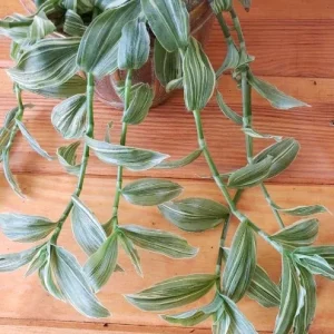 Tradescantia Sanna 'White Zebra' Live Plant – Variegated Wandering Jew Houseplant - Image 4