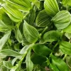 Tradescantia Sanna 'White Zebra' Live Plant – Variegated Wandering Jew Houseplant - Image 1