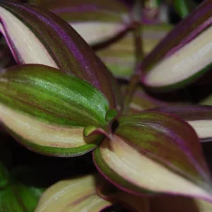 Tradescantia Tri Color & Zebrina Wandering Jew Live Plant – 2 Types Variety Lot – Indoor/Outdoor - Image 2