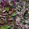 Tradescantia Tri Color & Zebrina Wandering Jew Live Plant – 2 Types Variety Lot – Indoor/Outdoor - Image 1