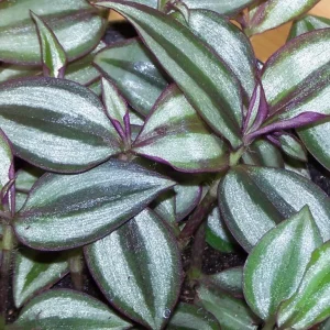 Tradescantia Tri Color & Zebrina Wandering Jew Live Plant – 2 Types Variety Lot – Indoor/Outdoor - Image 3
