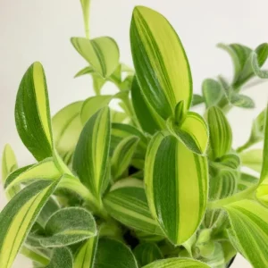 Tradescantia Velvet Live Plant – Variegated – 3.5 Inch Pot – 3-5 Inches Tall – Indoor - Image 2