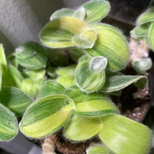 Tradescantia Velvet Live Plant – Variegated – 3.5 Inch Pot – 3-5 Inches Tall – Indoor - Image 4