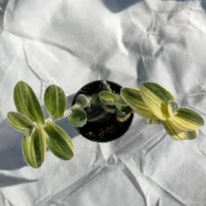 Tradescantia Velvet Live Plant – Variegated – 3.5 Inch Pot – 3-5 Inches Tall – Indoor - Image 5
