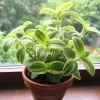 Tradescantia Velvet Live Plant – Variegated – 3.5 Inch Pot – 3-5 Inches Tall – Indoor - Image 1