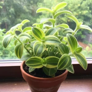 Tradescantia Velvet Live Plant – Variegated – 3.5 Inch Pot – 3-5 Inches Tall – Indoor - Image 1