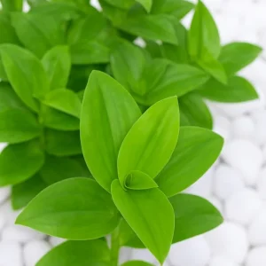 Tradescantia Wandering Jewel Live Plant – Solid Green Albiflora Verde - Image 1