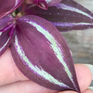 Tradescantia Zebrina Live Plant - Inch Plant - Vibrant Indoor Foliage - Image 2