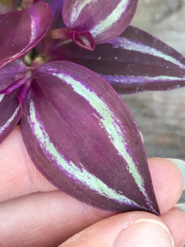 Tradescantia Zebrina Live Plant - Inch Plant - Vibrant Indoor Foliage - Image 2