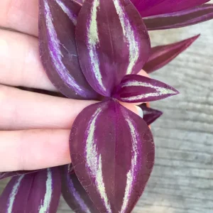 Tradescantia Zebrina Live Plant - Inch Plant - Vibrant Indoor Foliage - Image 3