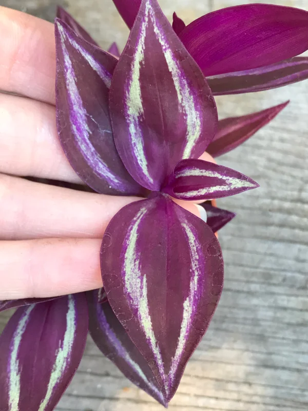 Tradescantia Zebrina Live Plant - Inch Plant - Vibrant Indoor Foliage - Image 3