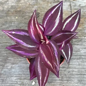 Tradescantia Zebrina Live Plant - Inch Plant - Vibrant Indoor Foliage - Image 4
