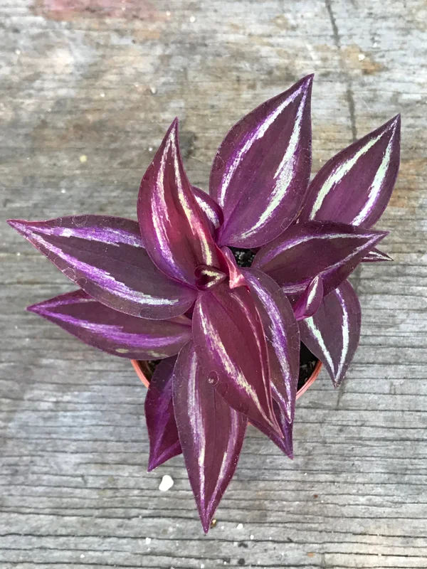 Tradescantia Zebrina Live Plant - Inch Plant - Vibrant Indoor Foliage - Image 4