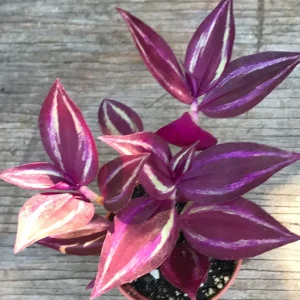 Tradescantia Zebrina Live Plant - Inch Plant - Vibrant Indoor Foliage - Image 5