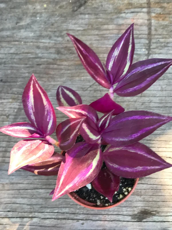 Tradescantia Zebrina Live Plant - Inch Plant - Vibrant Indoor Foliage - Image 5