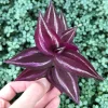 Tradescantia Zebrina Live Plant - Inch Plant - Vibrant Indoor Foliage - Image 1