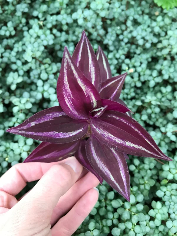 Tradescantia Zebrina Live Plant - Inch Plant - Vibrant Indoor Foliage - Image 1