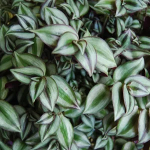 Tradescantia Zebrina Live Plant - Trailing Houseplant - Easy Care - Image 2