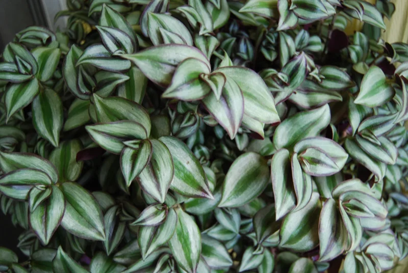 Tradescantia Zebrina Live Plant - Trailing Houseplant - Easy Care - Image 2