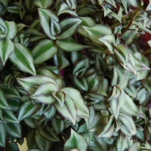 Tradescantia Zebrina Live Plant - Trailing Houseplant - Easy Care - Image 3
