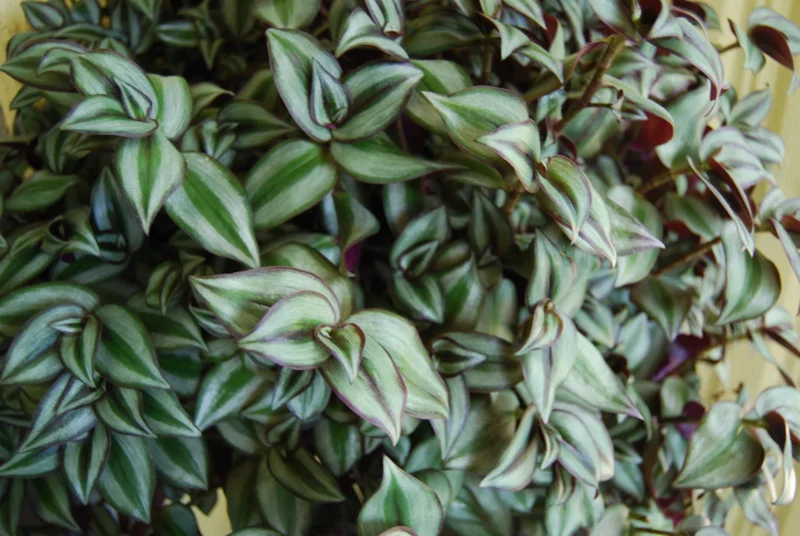 Tradescantia Zebrina Live Plant - Trailing Houseplant - Easy Care - Image 3