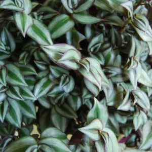 Tradescantia Zebrina Live Plant - Trailing Houseplant - Easy Care - Image 4