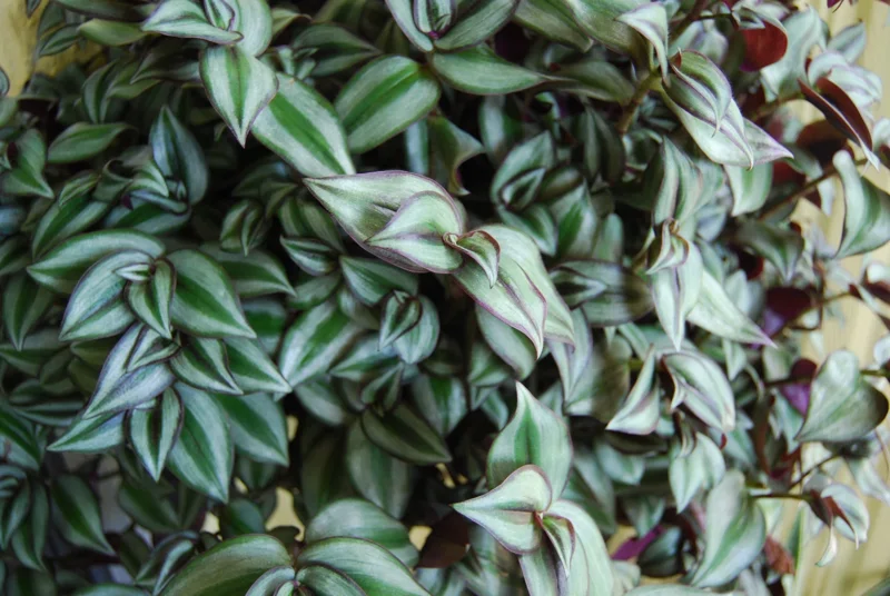 Tradescantia Zebrina Live Plant - Trailing Houseplant - Easy Care - Image 4