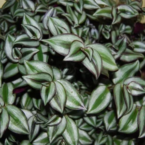 Tradescantia Zebrina Live Plant - Trailing Houseplant - Easy Care - Image 5
