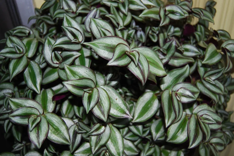 Tradescantia Zebrina Live Plant - Trailing Houseplant - Easy Care - Image 5