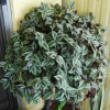 Tradescantia Zebrina Live Plant - Trailing Houseplant - Easy Care - Image 1